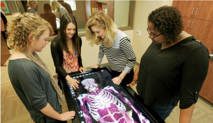изучение анатомии на интерактивном столе
